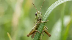 Vad betyder syrsor som kvittrar: De vanligaste orsakerna och hur man hittar källan