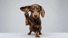 Se upp, din hund lyssnar: Vad husdjur förstår av dina samtal